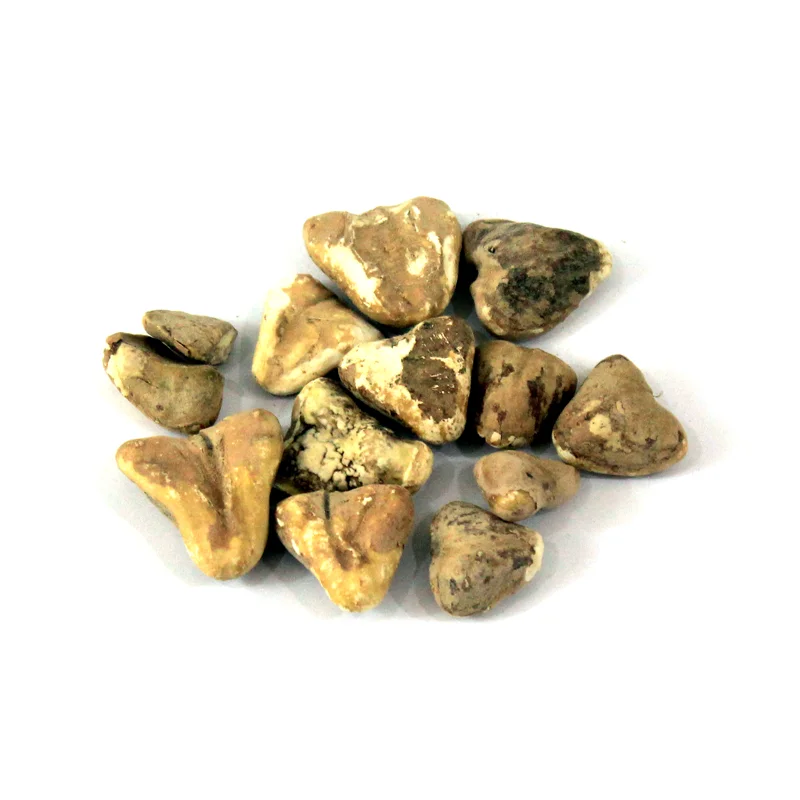 Dried Water Chestnuts