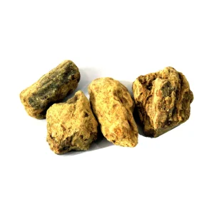 Sal Tree (Ral Safaid)