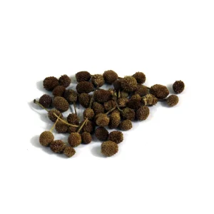 East Indian Globe Thistle