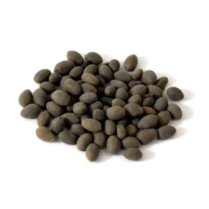 Sacred Lotus (Kanwal Gutta)