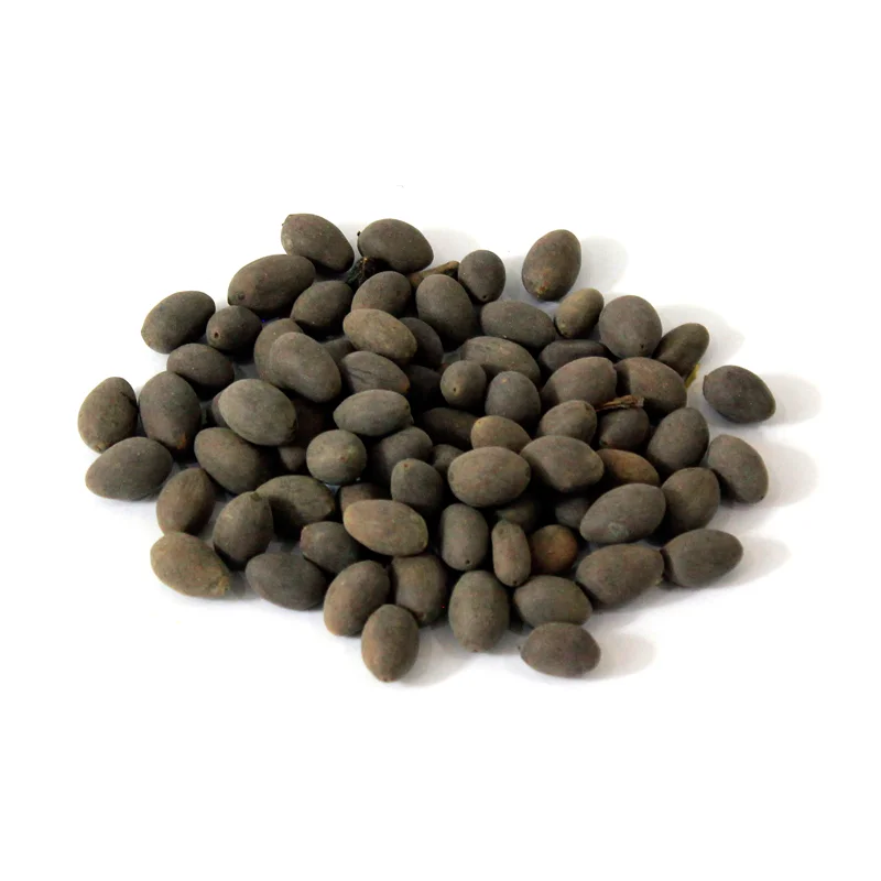 Sacred Lotus (Kanwal Gutta)